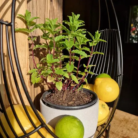 Kompleks wypoczynkowy Oberreit Fusch an der Glocknerstraße